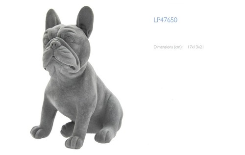 French bulldog sitting - french,