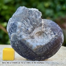 Oxynoticeras Pyrite Fossil Ammonite - Disc Shape - Jurassic UK - Upper