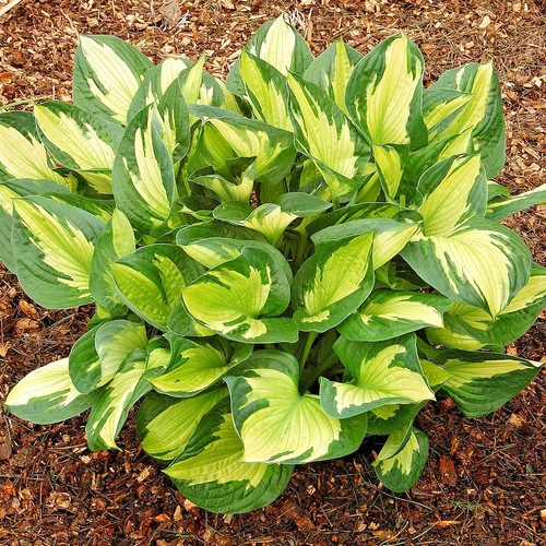 Hosta whirl wind plantain lily - whirl,