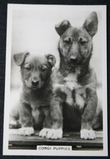 CORGI  Puppies  Vintage 1939