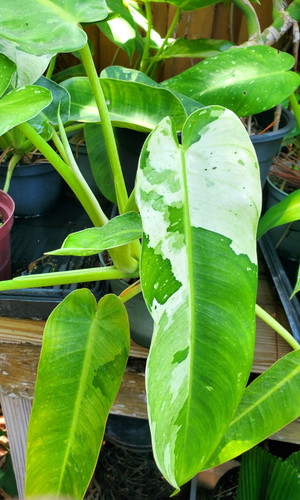 Philodendron jose buono - philodendron,