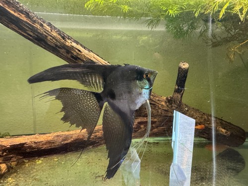 Proven pinoy angelfish - proven,