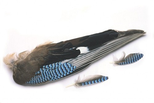 Fly tying veniard european - fly,