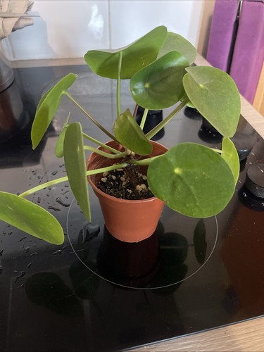 Peperomia pilea lucky house - lucky,