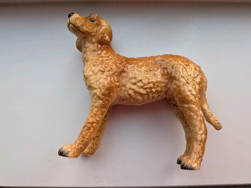 Beswick john labradoodle - labradoodle, dog