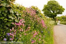 Woodland Edge Hedgerow & Shady Area Wild Flower seed Meadow Mix 18  20g to 20 kg