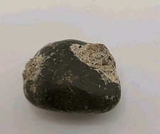 Real Permineralized Reptile Egg Fossil