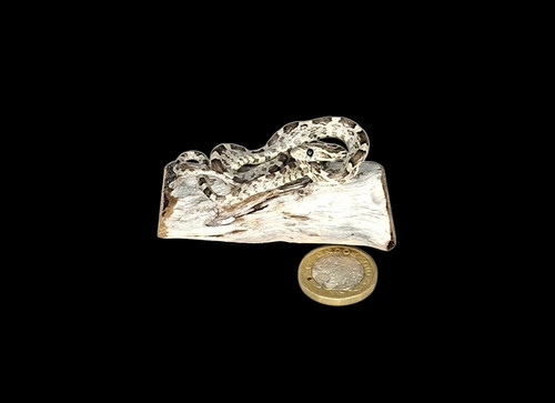 Taxidermy tiny corn - taxidermy,