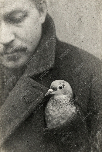 Portrait racing pigeon - portrait, of
