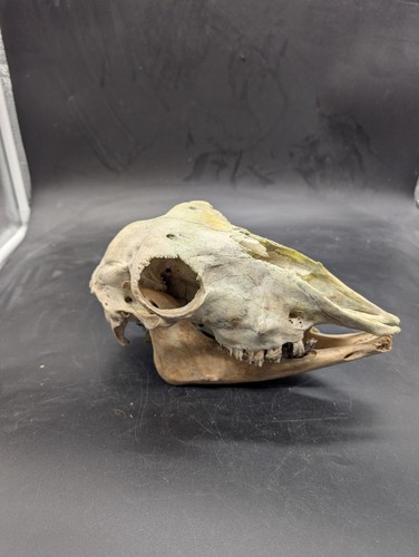 British hill sheep skull - british,