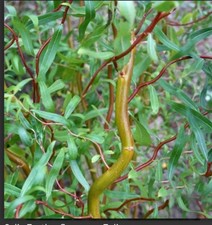 Twisted Corkscrew Willow fresh cuttings [10]