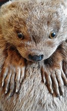 Scottish Kilt. Vintage. Full