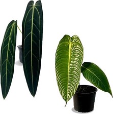 Anthurium Warocqueanum x