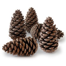 Natural Large Pine Cones, Arts
