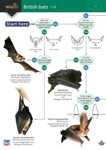 Wildlife world british - world, bats