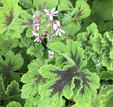 Scented pelargonium- chocolate peppermint, Indrishe (индрише) in 13 cm pots  