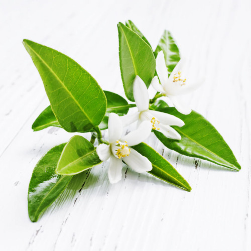 Orange blossom french - orange,