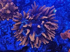 🕷️ Black Widow Pink