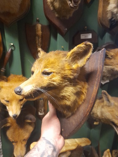 Taxidermy fox mask head - fox,