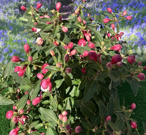 Fuchsia red white - fuchsia, &