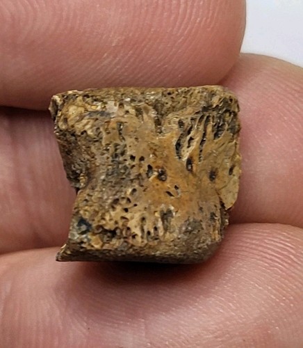 Champsosaur vertebra fossil - vertebra,