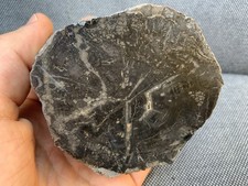 Polished fossil wood specimen - polished,