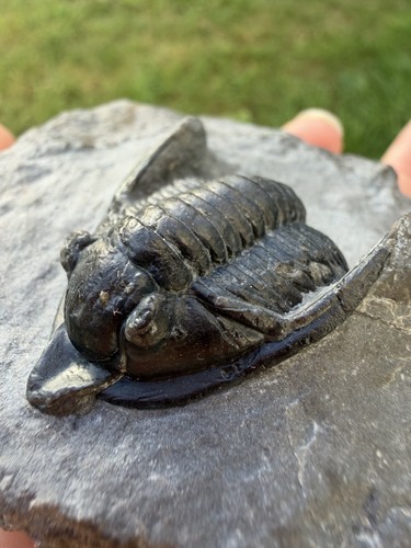 Diademaproetus trilobite - diademaproetus,