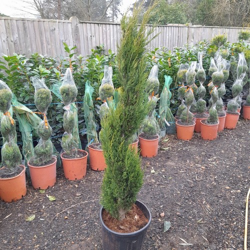 Spiral topiary tree 25l approx - topiary,