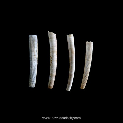 Dentalium bartonese fossil - bartonese, |