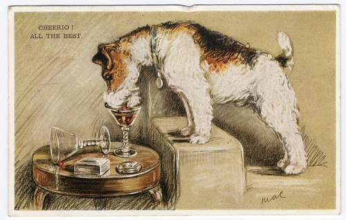 Wire haired fox terrier - wire,