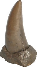T-Rex Dinosaur Tooth  Jurassic
