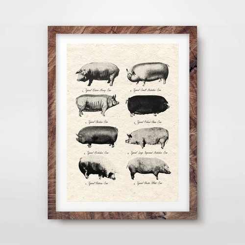 Pig breeds antique farming - breeds, art