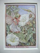 Vintage Flower Fairies Print & Mount White Bindweed Fairy Cicely Barker c1930s