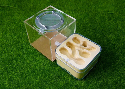 Natural acrylic ant farm - natural,