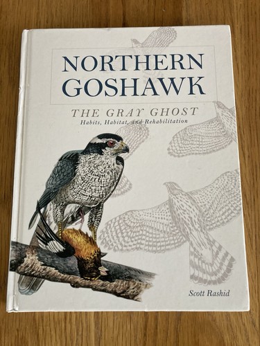 Northern goshawk the gray - goshawk:,