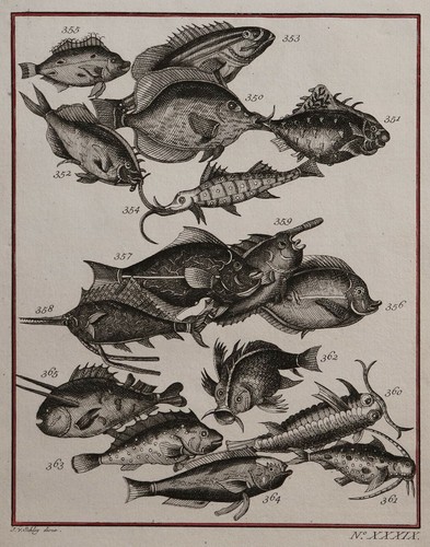 Exotic fish southeast asia - exotic,