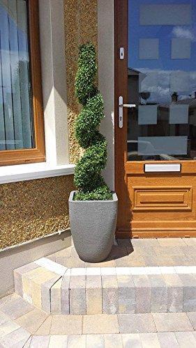 Outdoor boxwood spiral topiary - boxwood,