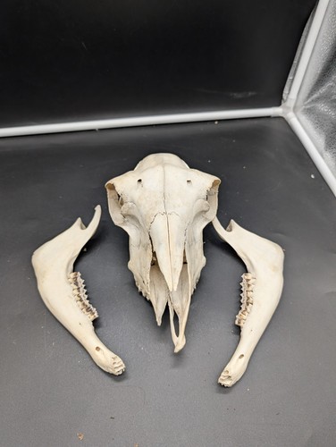 British hill sheep ewe skull - sheep,