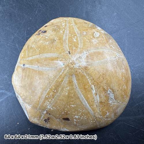 Pygurus urchin echinoid - pygurus,