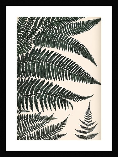 Refined fern fronds art - fronds, print