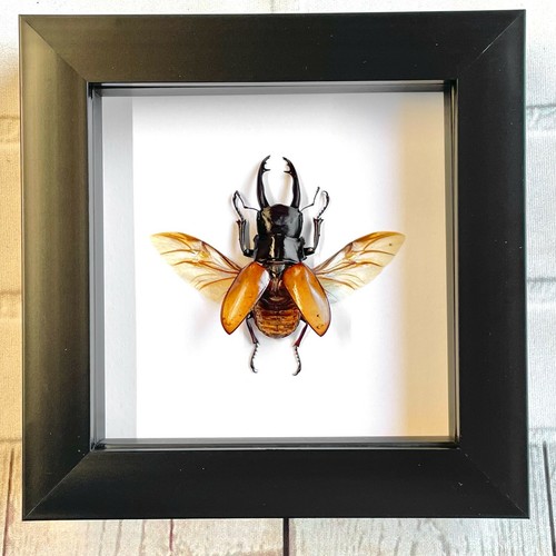 Brown stag beetle - stag,