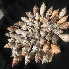 Job Lot of Sea Shells  Small Size Crafts Art Beach Aquarium Natural 50 Shells