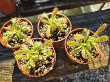 Drosera Capensis xtreme wide leaf x Cuneifolia Table Mountain S Morley .....