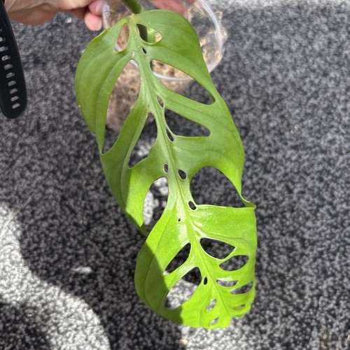 Monstera esqueleto grown from - esqueleto.,