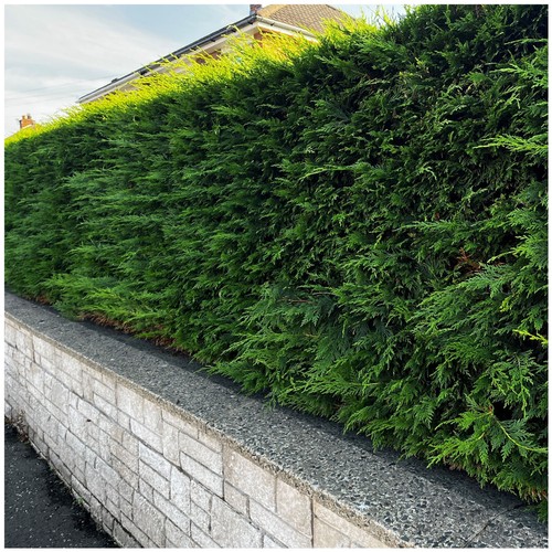 Green leylandii 30cm tall - 5,