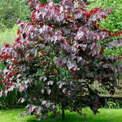 Cercis canadensis forest - canadensis, pansy