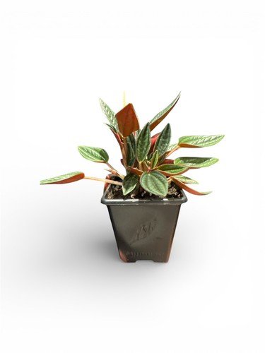 Peperomia caperata rosso - peperomia, small