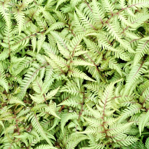 Ferns athyrium niponicum - ferns,