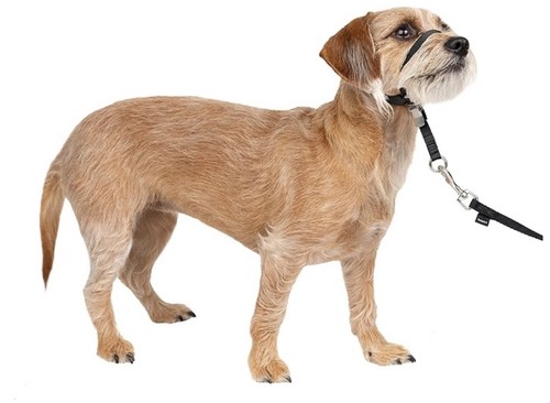 Petsafe easy walk - walk, headcollar