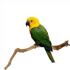 Wooden Rest Holder Pet Parrot